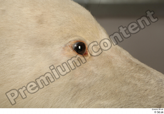 Polar bear eye 0002.jpg